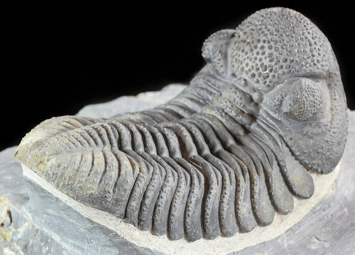 Top Quality, Bumpy Drotops Trilobite #50546